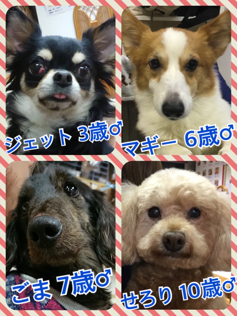 今日から三連休🎶皆さまのご来店が保護活動になります😃里親希望者様もお待ちしています💓